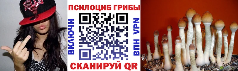 Псилоцибиновые грибы Psilocybe  блэк спрут как войти  Балахна 
